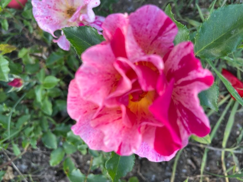 92996183-825A-4622-966B-B415A186D458 - Trandafiri la balta 2023