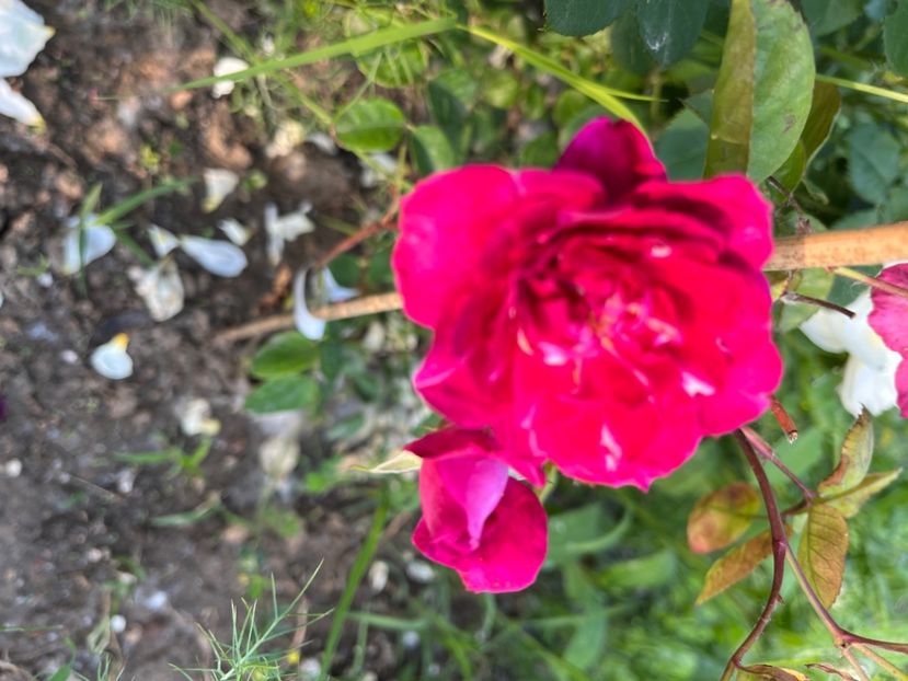 DA77CFD1-C7E6-4249-BC4F-1C87893EC672 - Trandafiri la balta 2023