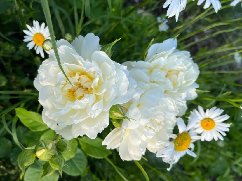 D34FAE40-8106-46F3-BEC0-F558ED3486DD - Trandafiri la balta 2023