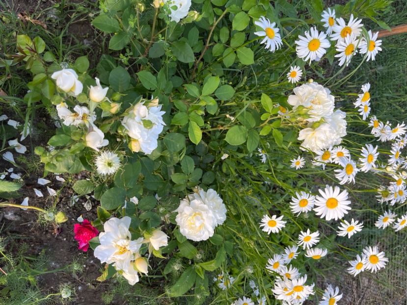 0AA2B06E-857E-4638-AA81-7DE60AF60BA3 - Trandafiri la balta 2023