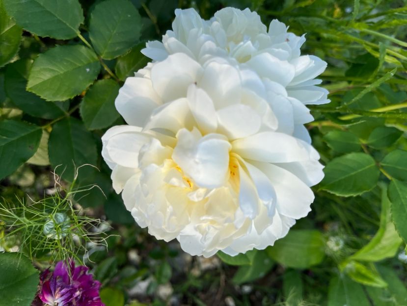 694B3583-C5F6-4311-8A73-3F98969C6DFA - Trandafiri la balta 2023