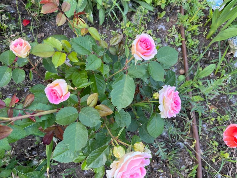 B06B7D88-B2A6-4F27-9711-FF235F92E430 - Trandafiri la balta 2023