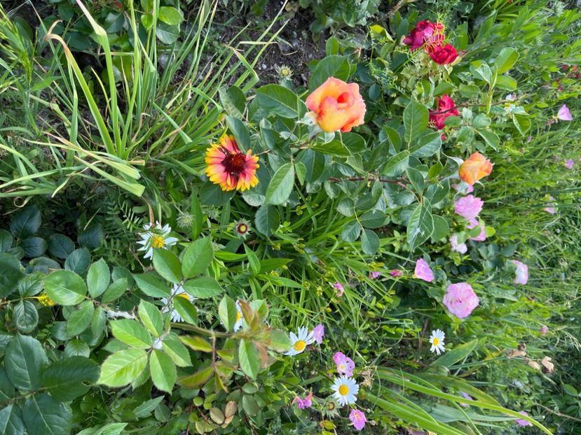 48946998-7C34-46A8-B261-D14E5B42E742 - Trandafiri la balta 2023