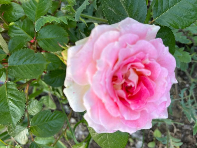 43B4DBE1-45AD-426B-BA3F-1C312657337A - Trandafiri la balta 2023