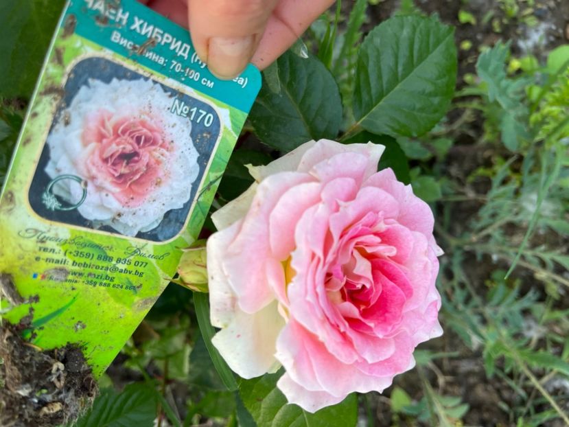 868D8C7E-0885-46A8-9767-3B83F3E36A7D - Trandafiri la balta 2023