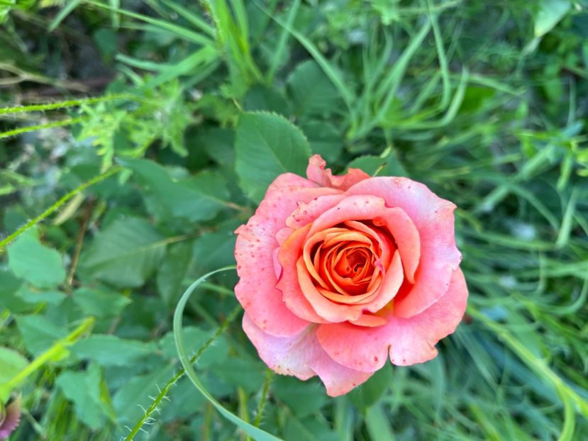 1C836554-2868-47F8-92CE-D9EED9FD0578 - Trandafiri la balta 2023