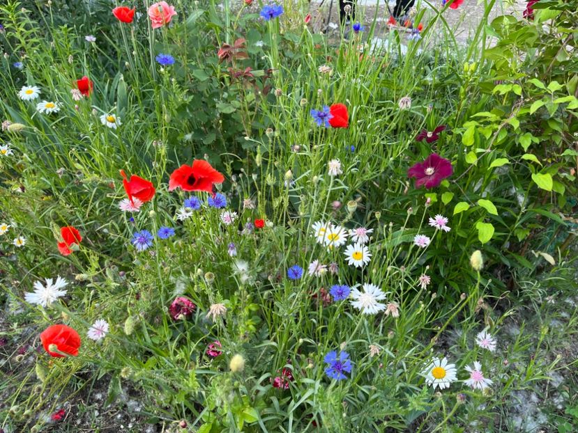 B13FE5EE-7388-4481-B73B-45012A90FCD2 - Trandafiri la balta 2023