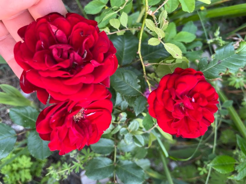 79434024-DFF9-4A42-9B62-001909DE837C - Trandafiri la balta 2023