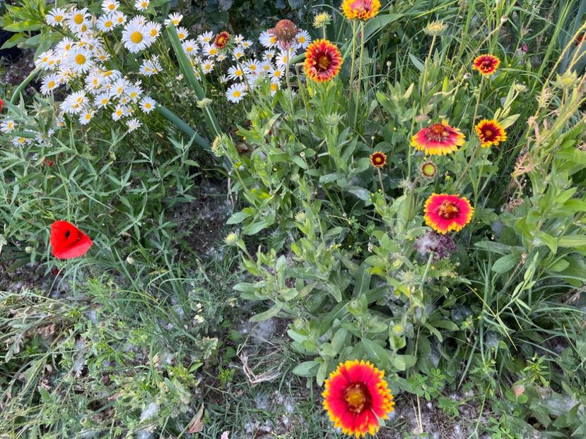 261827C7-3B2C-4361-BFAE-3B8855BBD4E4 - Trandafiri la balta 2023