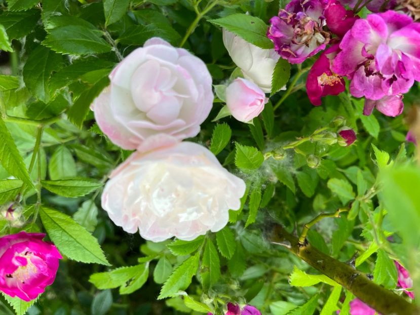 3D91FB47-64EF-4296-B3ED-BFDEB75A5479 - Trandafiri la balta 2023