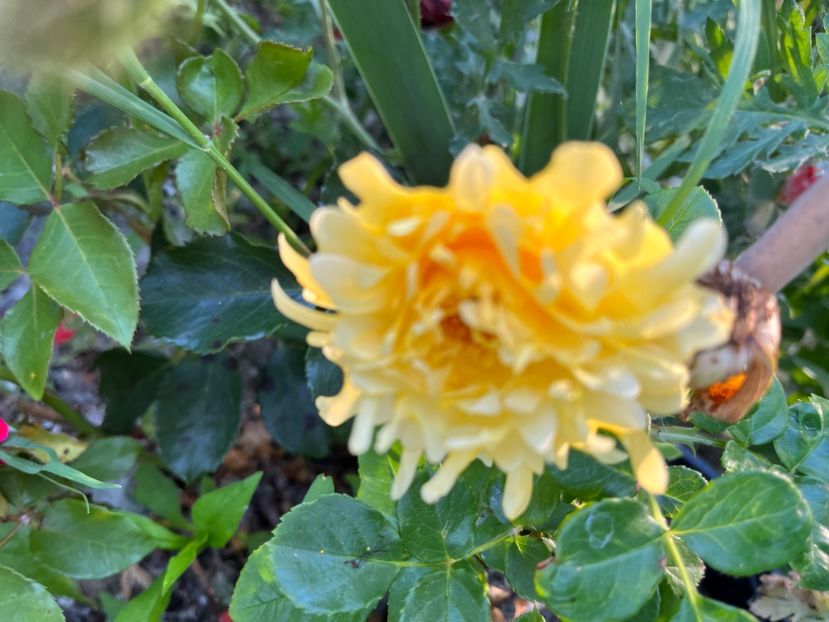 FFD2A046-FD66-4983-AE9F-6503B1E1F1C0 - Trandafiri la balta 2023