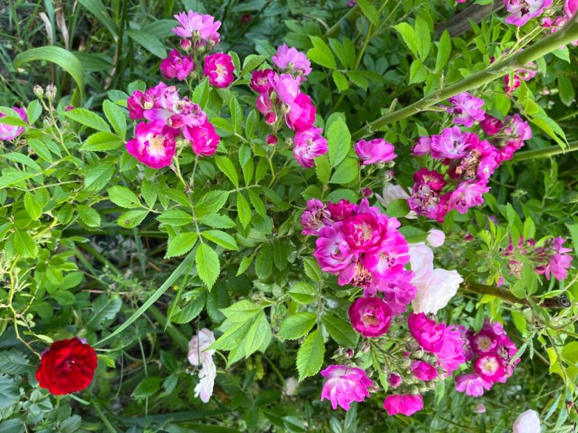 FEF985BB-07CC-40BC-B17D-E0347673AEE7 - Trandafiri la balta 2023