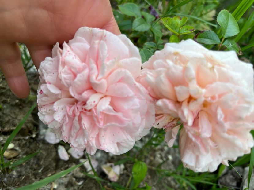 BBBFF3DE-3B60-461B-A4D7-1396BD70433F - Trandafiri la balta 2023