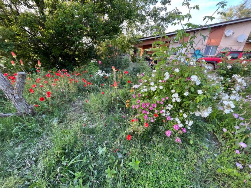 93654D32-9E40-465E-B200-0526DE26CC2C - Trandafiri la balta 2023