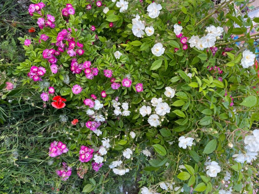 D6547832-351C-4864-9B9B-2B833708E08D - Trandafiri la balta 2023