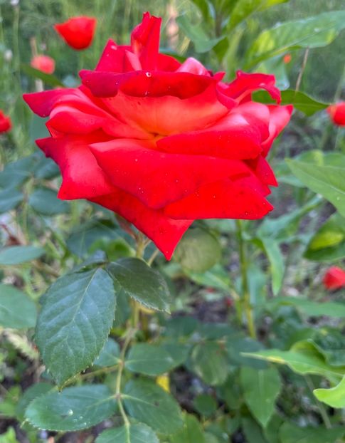 C52C2580-4FF6-4B74-ABCA-C1DEF5E836CC - Trandafiri la balta 2023