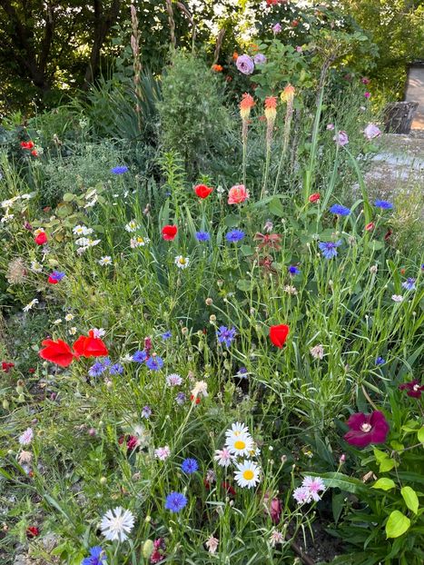 44EB2468-2EE7-40AA-932A-7149F15038AA - Trandafiri la balta 2023