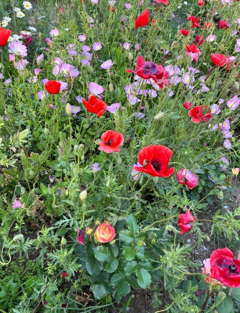 0B6BD86B-21E1-4424-96E6-4A69204CF990 - Trandafiri la balta 2023