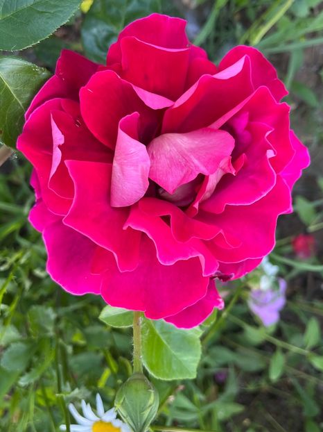 8F020251-FA4A-4F4B-A97D-0947824AC7AB - Trandafiri la balta 2023