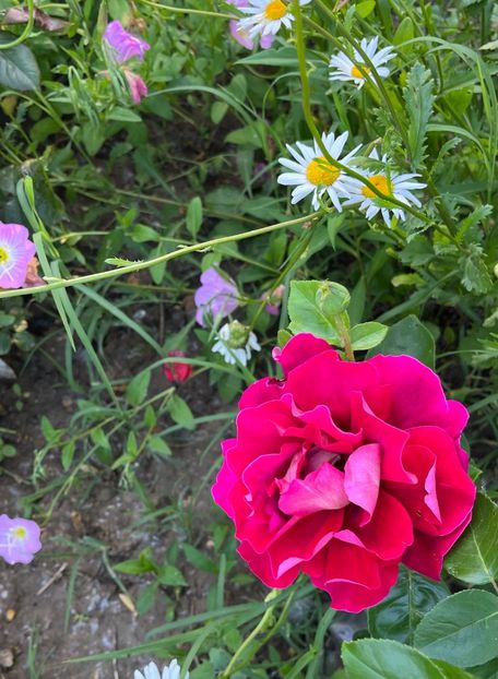 4E918354-60FD-405C-8940-3A664ACB7BFF - Trandafiri la balta 2023