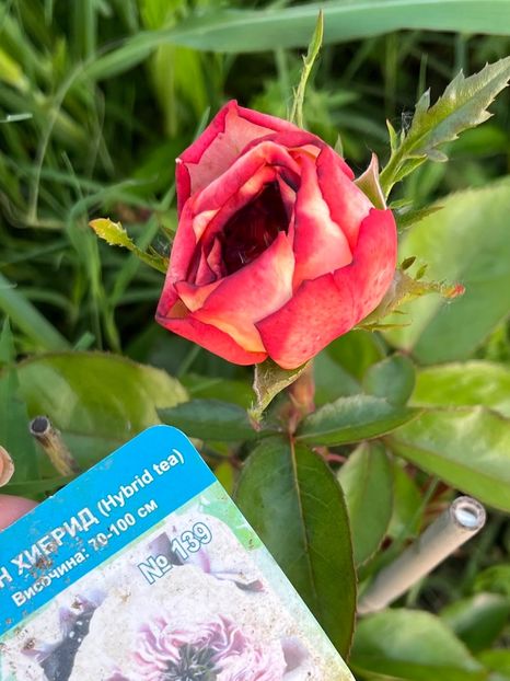 4C106A42-D3D6-47D2-B121-6971F1D53EB3 - Trandafiri la balta 2023