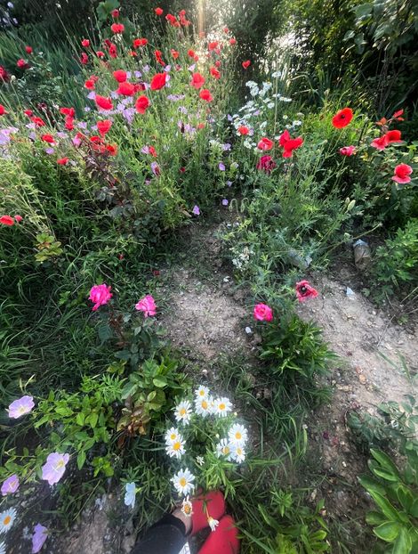 C86BBB47-362D-49ED-BE76-119F8EBA928E - Trandafiri la balta 2023