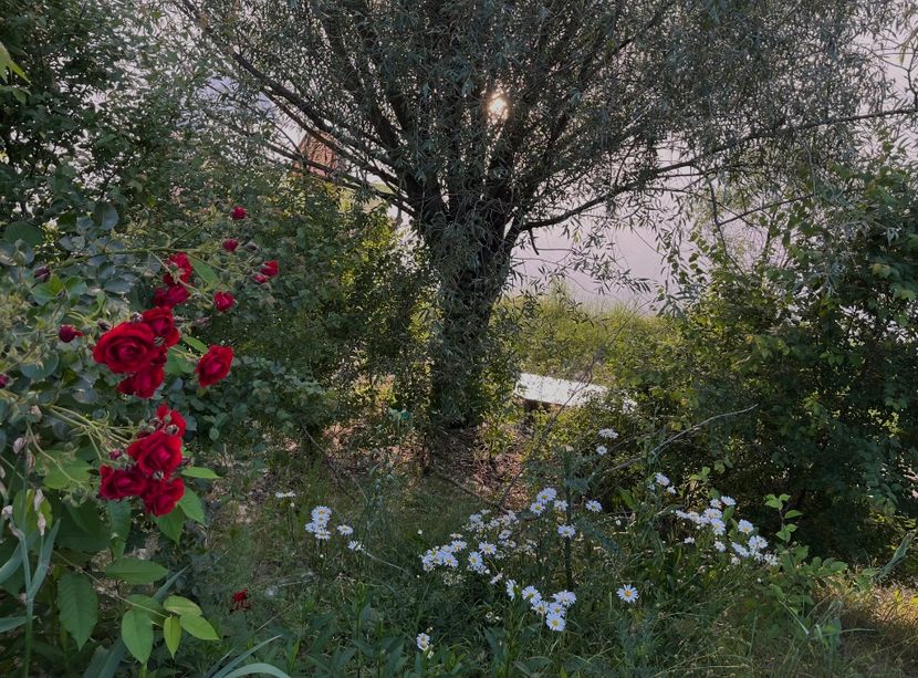 5EEE2438-A5D1-42B4-8A45-1463CB564DFD - Trandafiri la balta 2023