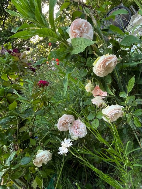 5B48EC2D-877F-4AD5-B625-AD7C1DDE37F7 - Trandafiri la balta 2023