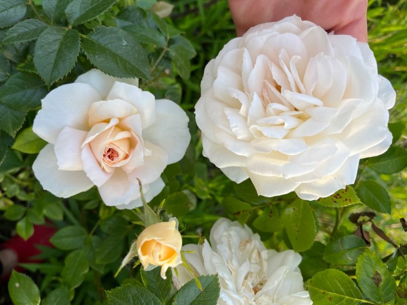 01CE5E26-1347-476F-9370-61922F9A19A8 - Trandafiri la balta 2023