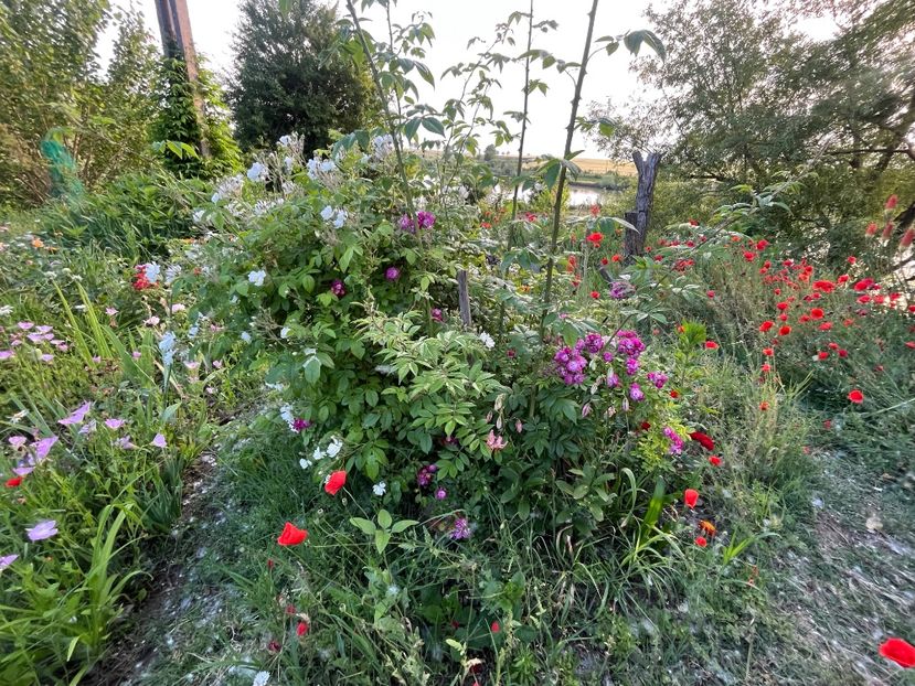 51B2E642-E236-4EF3-81B3-E99217990044 - Trandafiri la balta 2023