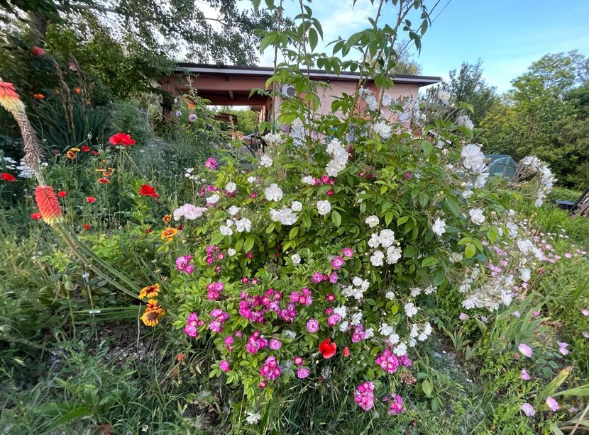 284A8CED-A9A6-4DE5-97FF-50CF4B665514 - Trandafiri la balta 2023