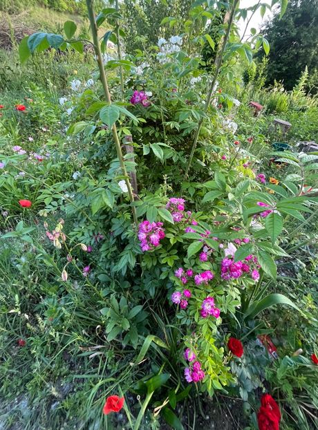 5894555F-4720-40D5-8A22-EB7C7949FE29 - Trandafiri la balta 2023