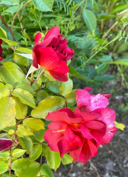 48688D3E-3D0D-4215-A741-6E76C6E2DAE1 - Trandafiri la balta 2023