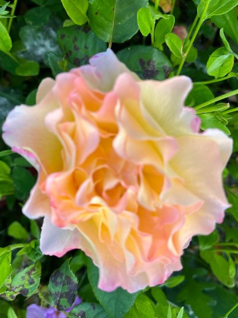 Aquarelle - Trandafiri la balta 2023