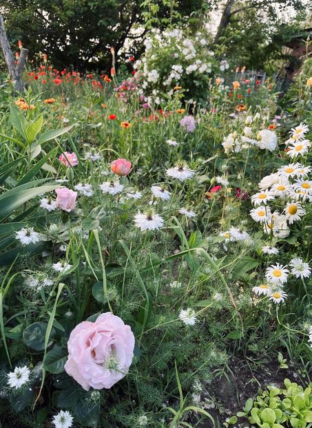 13CF9393-9026-4469-9330-6DE53DE2C146 - Trandafiri la balta 2023