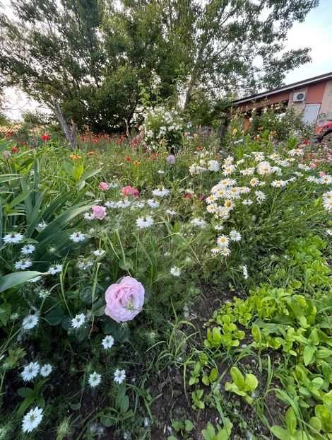 99F2419D-1AE1-4546-AB1F-18CF03661717 - Trandafiri la balta 2023