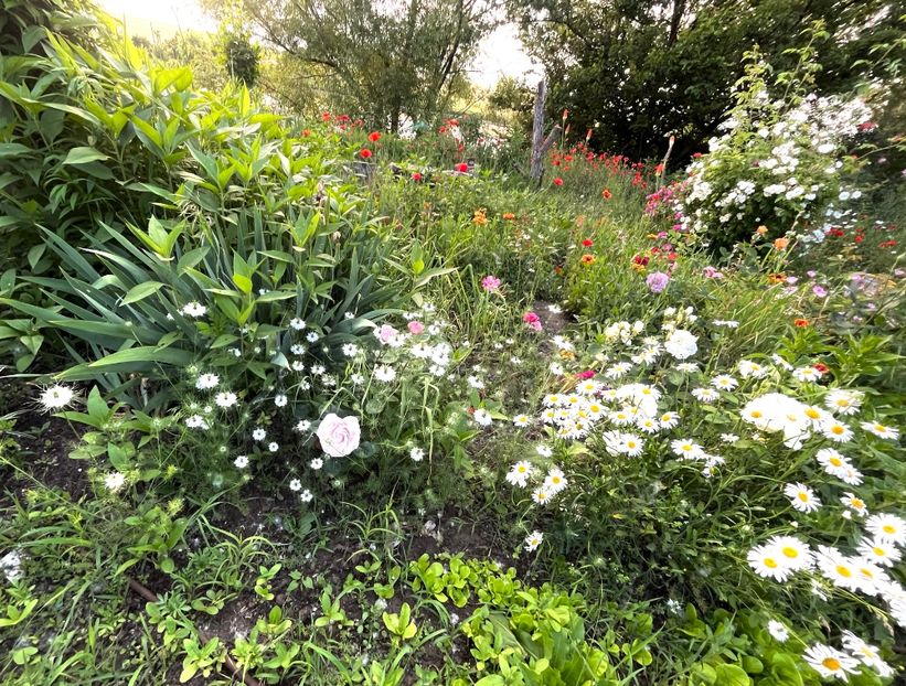 D6F6572A-75B4-48DF-AFF9-0AFEF8C0DD72 - Trandafiri la balta 2023