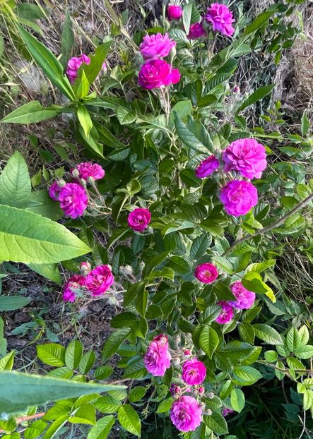 BB328209-CBC9-4F1B-B95C-C3A4B74C3639 - Trandafiri la balta 2023