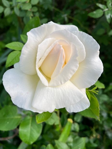 598C8F07-05E1-4CAE-B76F-23140E57DE81 - Trandafiri la balta 2023