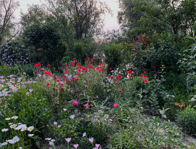 B567F273-9D0D-4712-B9BC-6031700C7844 - Trandafiri la balta 2023