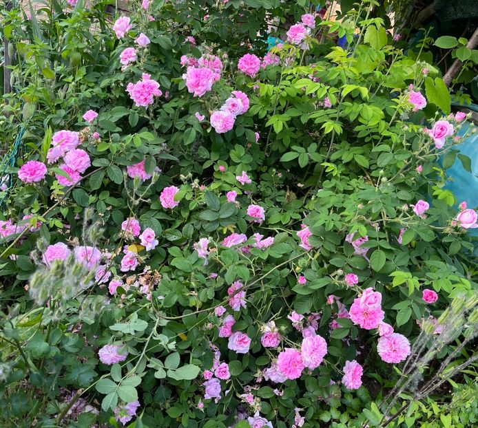 5FAF0B9E-5A04-426C-BBD2-2C64450AA3AD - Trandafiri la balta 2023