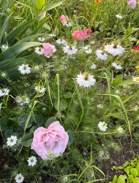 B6AD4FF3-4FBE-4E1F-A39D-19424C498FCB - Trandafiri la balta 2023