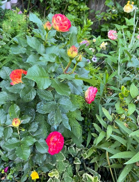 12FF168F-D146-40A0-80D8-6AF270376B95 - Trandafiri la balta 2023