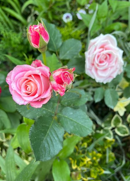 0159A362-5AF0-4B1E-B674-33F012364595 - Trandafiri la balta 2023