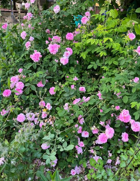 DC47BDF2-3147-4205-93BB-DD3AF253508D - Trandafiri la balta 2023