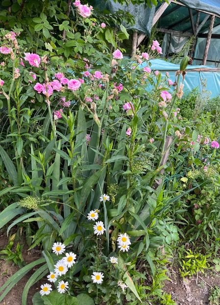 F916F4FA-3C90-41F1-B983-BEE218895D17 - Trandafiri la balta 2023