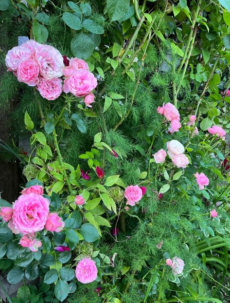 E82EC7D8-5C1D-4544-B09E-5A045D445B36 - Trandafiri la balta 2023