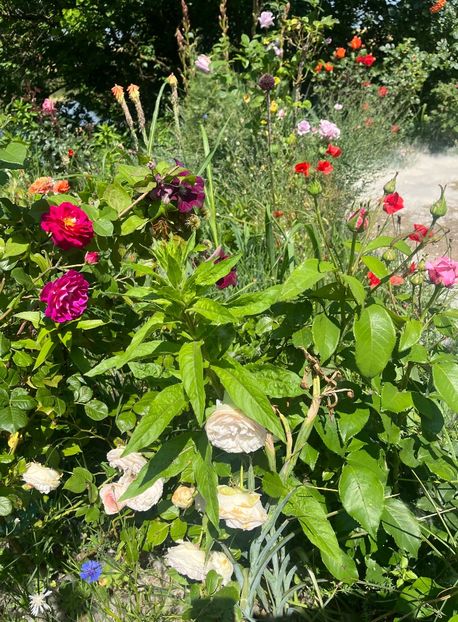 E6A64A17-E392-4FE2-AA0B-8BF6FCD9BAE7 - Trandafiri la balta 2023