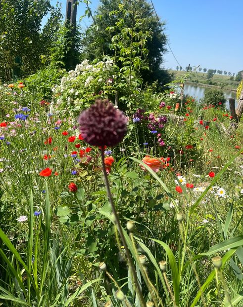 6527C537-10DB-4B0D-BD22-EB8DFF61A65B - Trandafiri la balta 2023