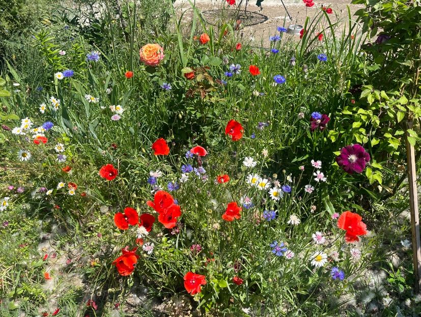 5BCD75B5-C218-4C01-B3A6-91866451176F - Trandafiri la balta 2023